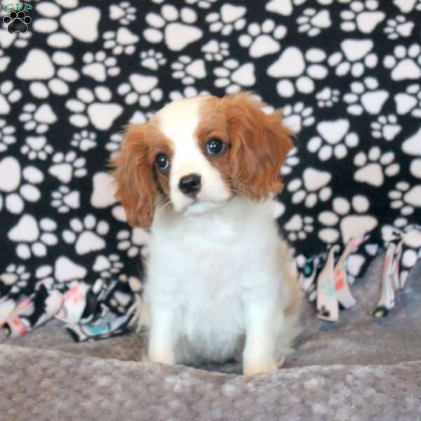 Henry, Cavalier King Charles Spaniel Puppy