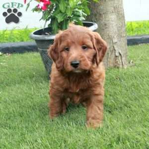 Henry, Irish Doodle Puppy