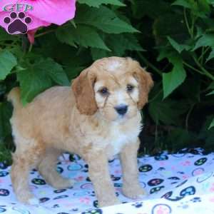 Henry, Cockapoo Puppy