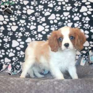 Henry, Cavalier King Charles Spaniel Puppy