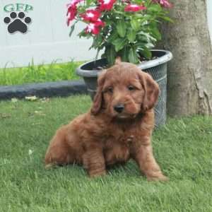 Henry, Irish Doodle Puppy