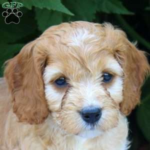 Henry, Cockapoo Puppy