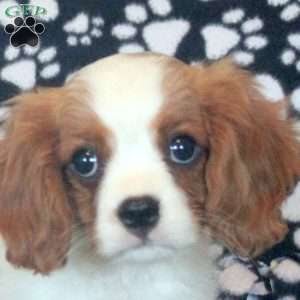 Henry, Cavalier King Charles Spaniel Puppy