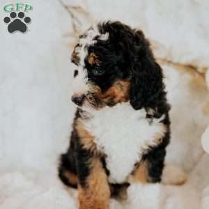 Henry, Mini Bernedoodle Puppy