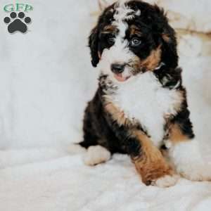 Henry, Mini Bernedoodle Puppy