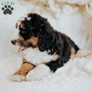 Henry, Mini Bernedoodle Puppy