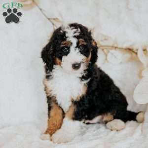 Henry, Mini Bernedoodle Puppy