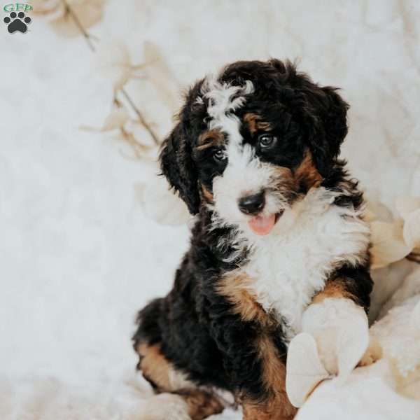 Henry, Mini Bernedoodle Puppy