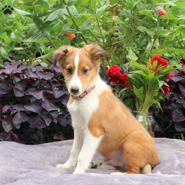 Herbet, Sheltie Puppy