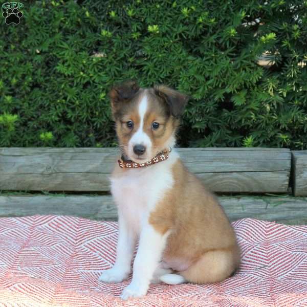 Herbet, Sheltie Puppy