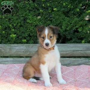 Herbet, Sheltie Puppy