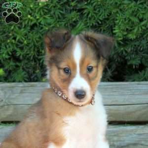 Herbet, Sheltie Puppy