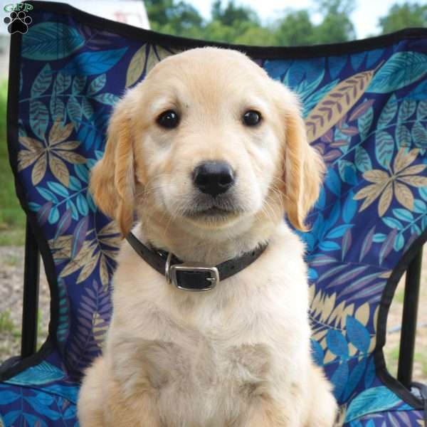Helen, Goldendoodle Puppy
