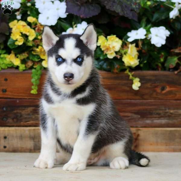 Hero, Pomsky Puppy
