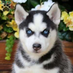 Hero, Pomsky Puppy