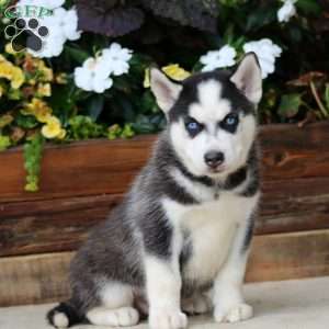 Hero, Pomsky Puppy