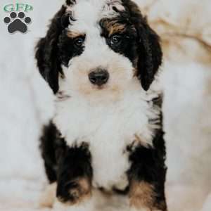 Hero, Mini Bernedoodle Puppy