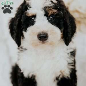 Hero, Mini Bernedoodle Puppy