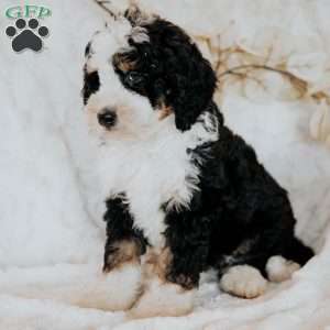 Hero, Mini Bernedoodle Puppy