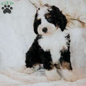 Hero, Mini Bernedoodle Puppy