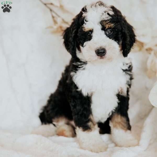 Hero, Mini Bernedoodle Puppy
