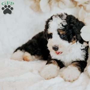Hero, Mini Bernedoodle Puppy
