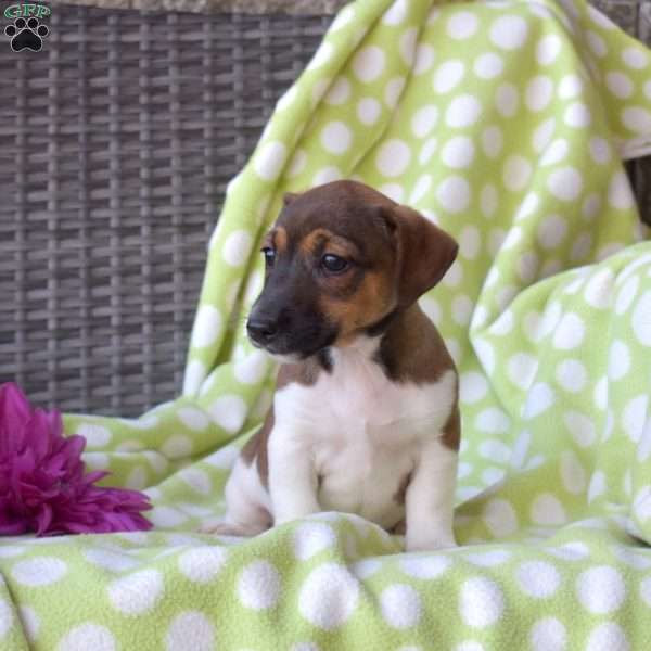 Hershey, Jack Russell Terrier Puppy