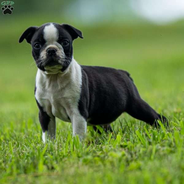 Hershey, Boston Terrier Puppy