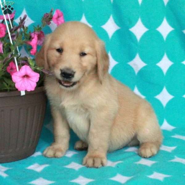 Hickory, Golden Retriever Puppy