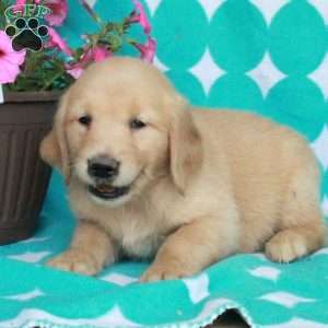Hickory, Golden Retriever Puppy