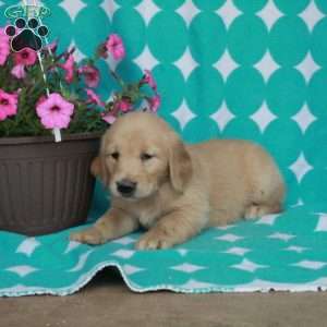 Hickory, Golden Retriever Puppy