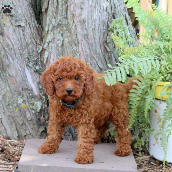Hillary, Miniature Poodle Puppy