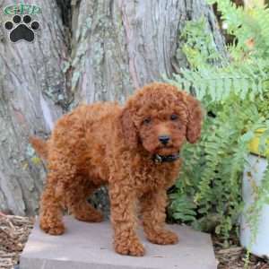Hillary, Miniature Poodle Puppy