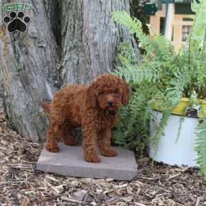 Hillary, Miniature Poodle Puppy