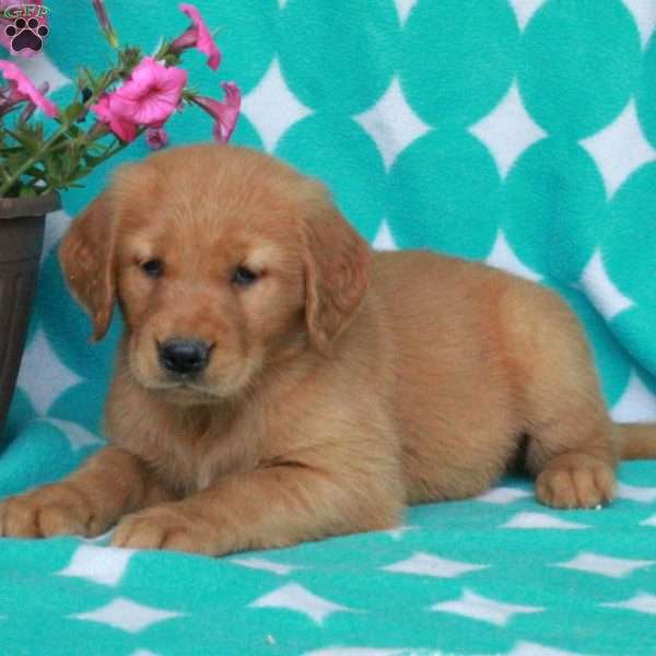 Hillie, Golden Retriever Puppy
