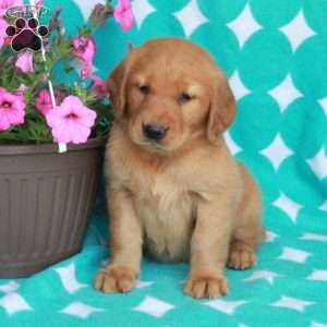 Hillie, Golden Retriever Puppy