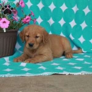 Hillie, Golden Retriever Puppy
