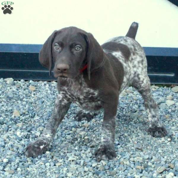 Holliday, German Shorthaired Pointer Puppy