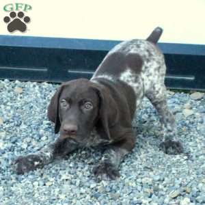 Holliday, German Shorthaired Pointer Puppy