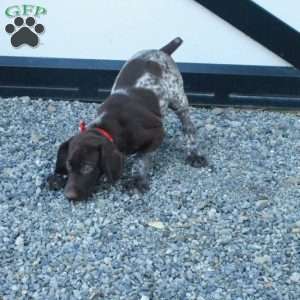 Holliday, German Shorthaired Pointer Puppy