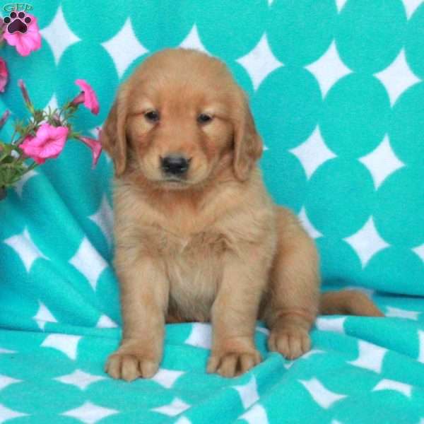 Holly, Golden Retriever Puppy