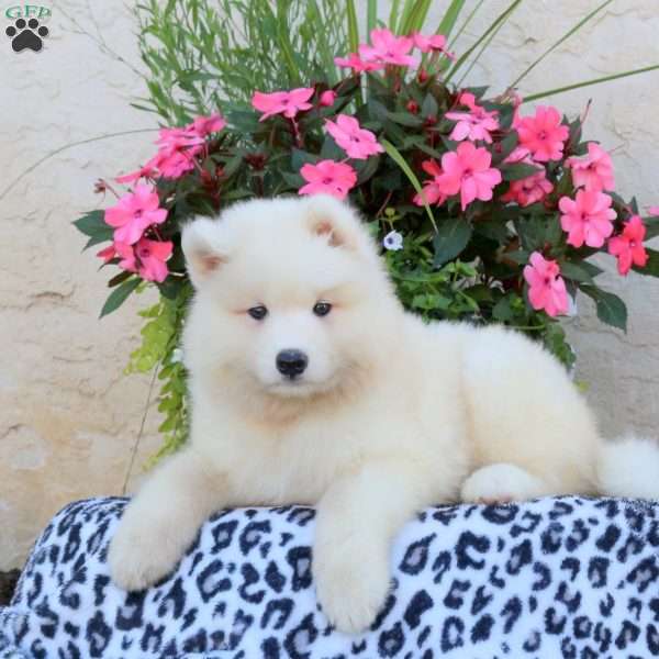 Holly, Samoyed Puppy