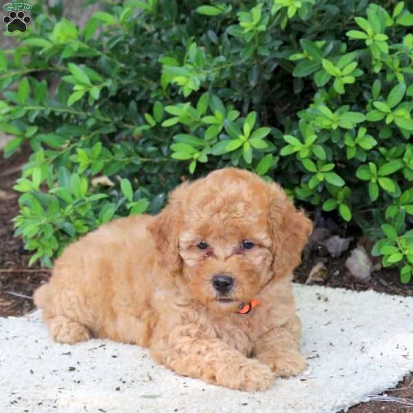 Holly, Havapoo Puppy