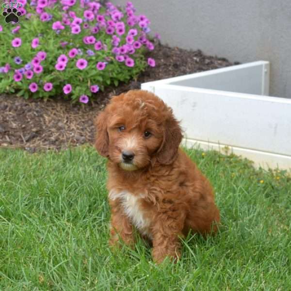 Holly – Mini, Irish Doodle Puppy