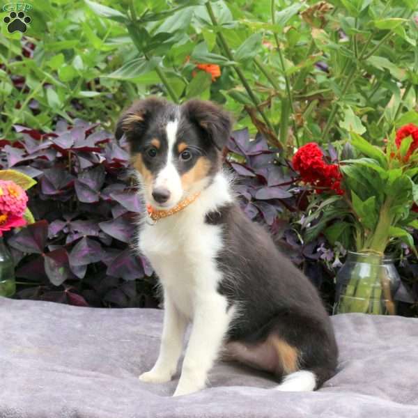 Holly, Sheltie Puppy