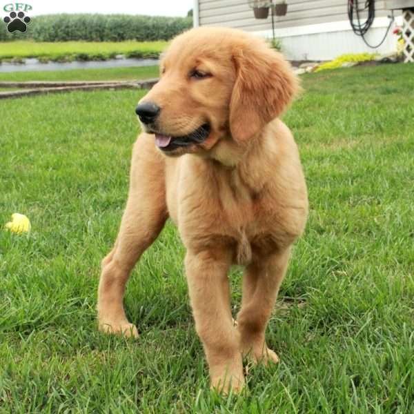 Holly, Golden Retriever Puppy