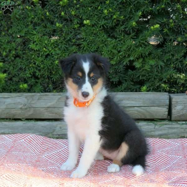 Holly, Sheltie Puppy