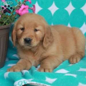 Holly, Golden Retriever Puppy
