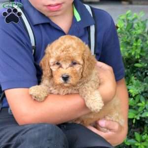 Holly, Havapoo Puppy