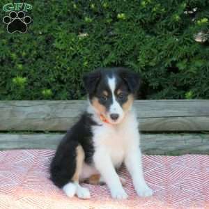 Holly, Sheltie Puppy